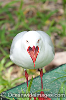 Seagull Photo - Gary Bell