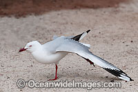 Silver Gull Photo - Gary Bell