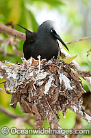Black Noddy nesting in Pisonia tree Photo - Gary Bell