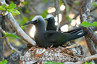 Black Noddy nesting in Pisonia tree Photo - Gary Bell