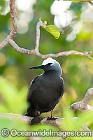Black Noddy nesting in Pisonia tree Photo - Gary Bell