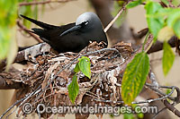 Black Noddy nesting in Pisonia tree Photo - Gary Bell