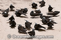 Black Noddy sunbaking Photo - Gary Bell