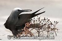 Black Noddy caught in Pisonia seeds Photo - Gary Bell