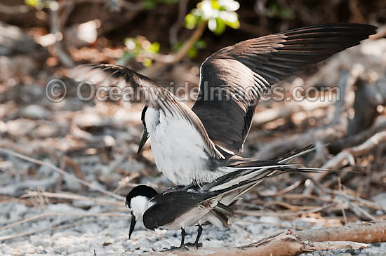 Bridled Tern mating pair photo Bridled Tern mating pair photo