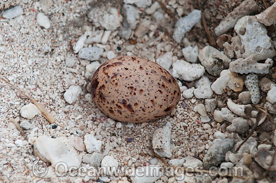 Bridled Tern egg in nest photo Bridled Tern egg in nest photo