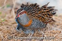 Buff-Banded Rail Gallirallus philippensis Photo - Gary Bell