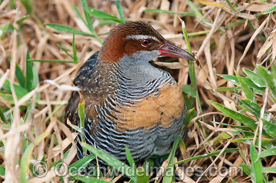 Buff-Banded Rail photo