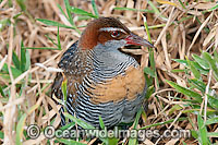 Buff-Banded Rail Photo - Gary Bell