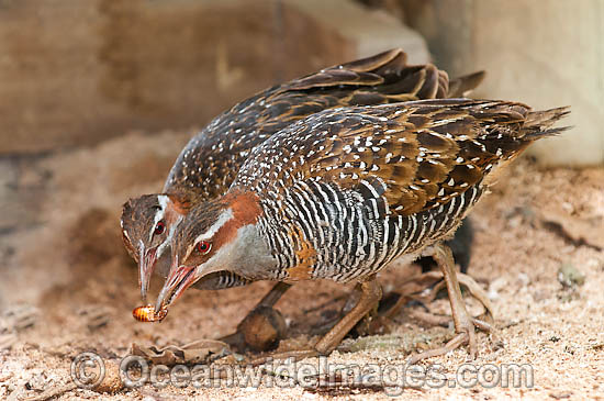 Buff-Banded Rail feeding on beetle photo Buff-Banded Rail feeding on beetle photo