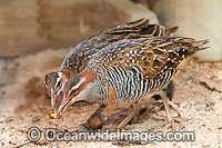 Buff-Banded Rail feeding on beetle Photo - Gary Bell