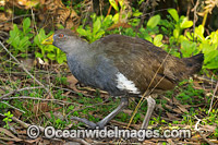 Tasmanian Native-hen Photo - Gary Bell