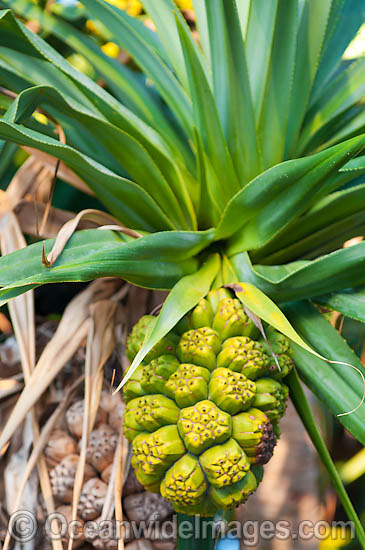 Pandanas Palm seed pod photo