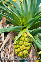 Pandanas Palm seed pod Photo - Gary Bell