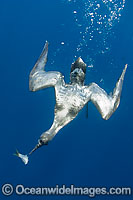 Sooty Shearwater diving on bait Photo - Chris & Monique Fallows