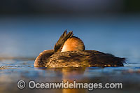 Great Crested Grebe Podiceps cristatus Photo - Chris and Monique Fallows