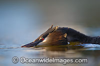 Great Crested Grebe Photo - Chris and Monique Fallows