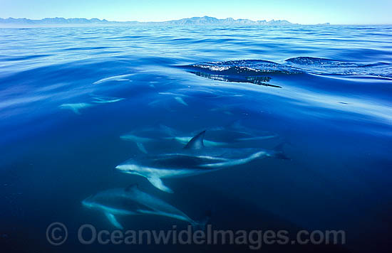 Dusky Dolphin Lagenorhynchus obscurus photo