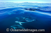 Dusky Dolphin Lagenorhynchus obscurus Photo - Chris and Monique Fallows