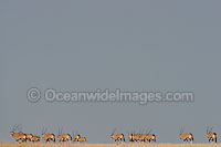Gemsbok Oryx gazella Photo - Chris and Monique Fallows