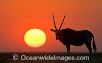 Gemsbok Oryx gazella Photo - Chris and Monique Fallows