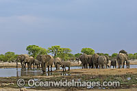 African Elephant Loxodonta africana Photo - Chris and Monique Fallows