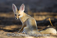 Fennec Fox Vulpes zerda Photo - Chris and Monique Fallows
