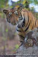 Bengal Tiger Photo - Chris and Monique Fallows