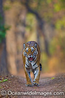 Bengal Tiger Panthera tigris tigris Photo - Chris and Monique Fallows