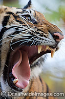 Bengal Tiger Photo - Chris and Monique Fallows