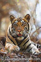 Bengal Tiger Panthera tigris tigris Photo - Chris and Monique Fallows