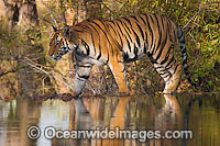Bengal Tiger Photo - Chris and Monique Fallows