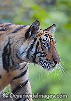 Bengal Tiger Panthera tigris tigris Photo - Chris and Monique Fallows
