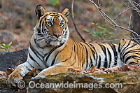 Bengal Tiger Photo - Chris and Monique Fallows
