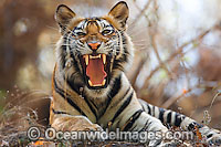 Bengal Tiger Panthera tigris tigris Photo - Chris and Monique Fallows