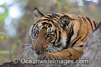 Bengal Tiger Panthera tigris tigris Photo - Chris and Monique Fallows