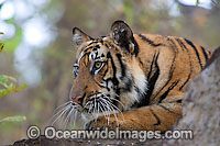 Bengal Tiger Photo - Chris and Monique Fallows
