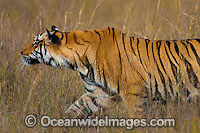 Bengal Tiger Photo - Chris and Monique Fallows