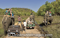 Bengal Tiger photographers Photo - Chris and Monique Fallows