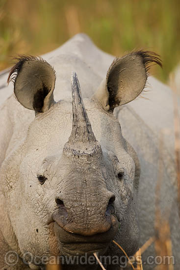 Indian Rhinoceros Rhinoceros unicornis photo Indian Rhinoceros Rhinoceros unicornis photo