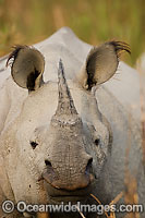 Indian Rhinoceros Rhinoceros unicornis Photo - Chris and Monique Fallows