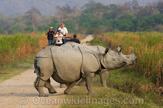 Indian Rhinoceros photo Indian Rhinoceros photo