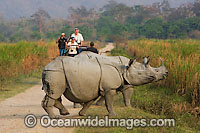 Indian Rhinoceros Photo - Chris and Monique Fallows