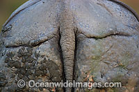 Indian Rhinoceros rear end Photo - Chris and Monique Fallows