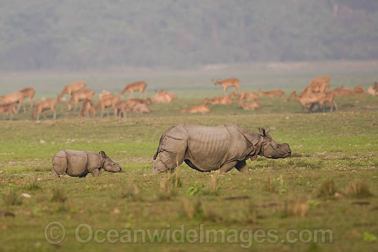 Indian Rhinoceros photo Indian Rhinoceros photo