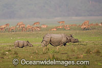 Indian Rhinoceros Photo - Chris and Monique Fallows