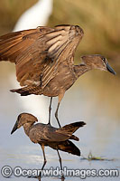 Hamerkop Scopus umbretta Photo - Chris and Monique Fallows