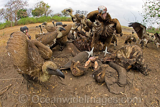 Lappet Faced Vulture photo Lappet Faced Vulture photo