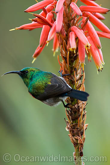 Lessor Double-collared Sunbird photo Lessor Double-collared Sunbird photo