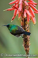 Lessor Double-collared Sunbird Photo - Chris and Monique Fallows